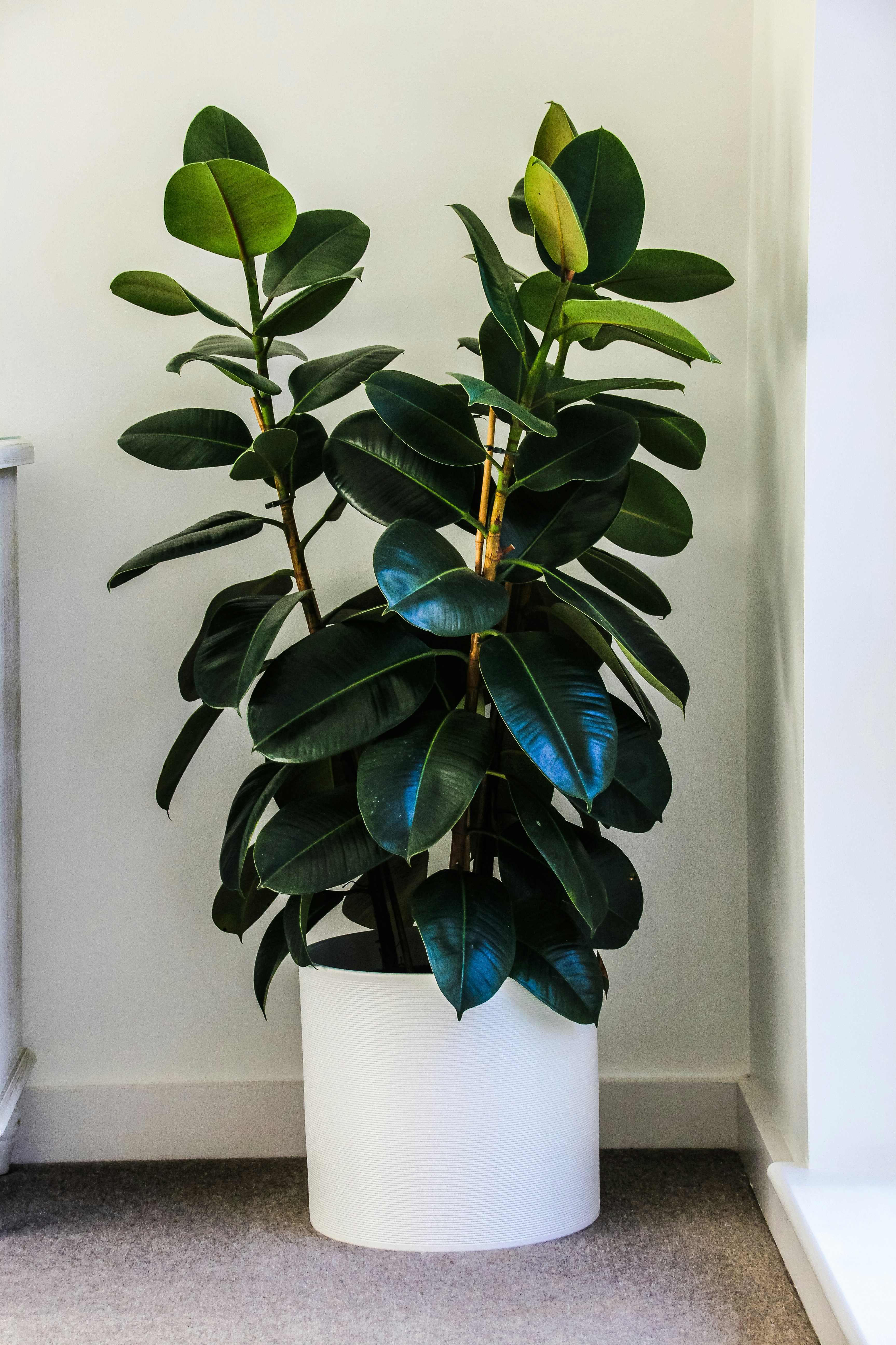 Rubber plant in a white pot